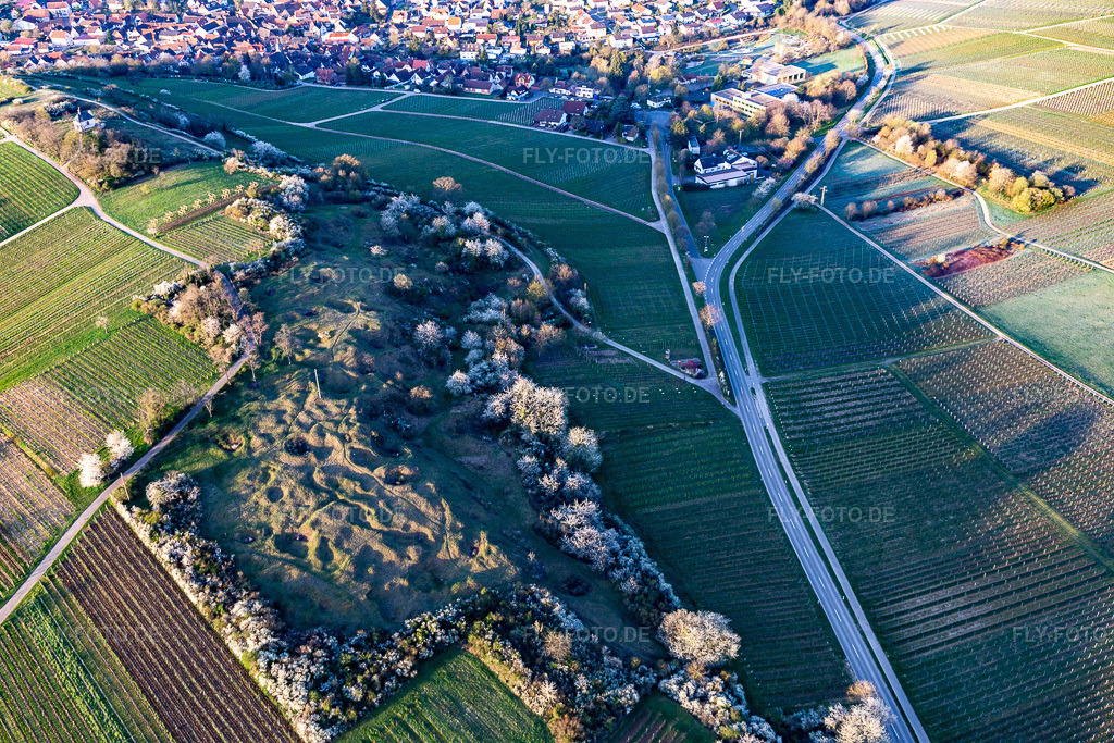 Luftbild: Naturschutzgebiet Kleine Kalmit am Ostermorgen mit Frühlingsblüte im Ortsteil Arzheim in Landau im Bundesland Rheinland-Pfalz in Deutschland. Foto: IMG_126244.jpg vom 04.04.2021 durch Werner Riehm/FLY-FOTO.de