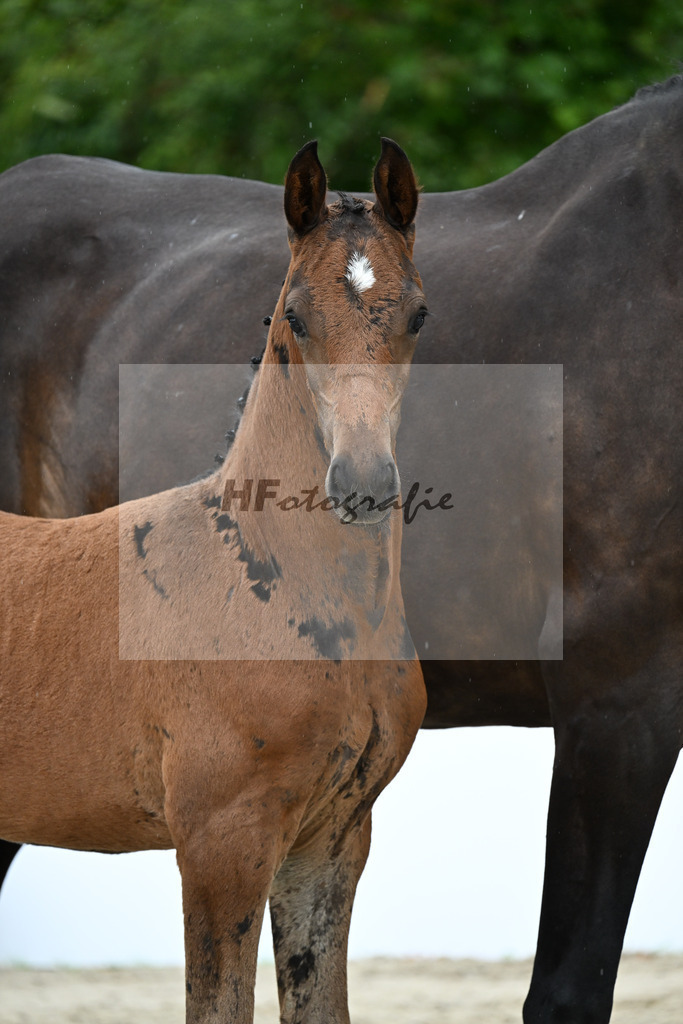 Vivaldos x Lorentin I_HF_Diez_23250405 | hf-fotografie - Realizzato con Pictrs.com