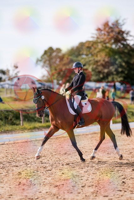 2026_10_03_Siefer-Hof_131706_Z81_65328673 | Professionelle Reitsport-, Turnier- und Eventfotografie von Robert Broda. Galerien mit ausgewählten und bearbeiteten Bildern direkt online ansehen und bestellen.