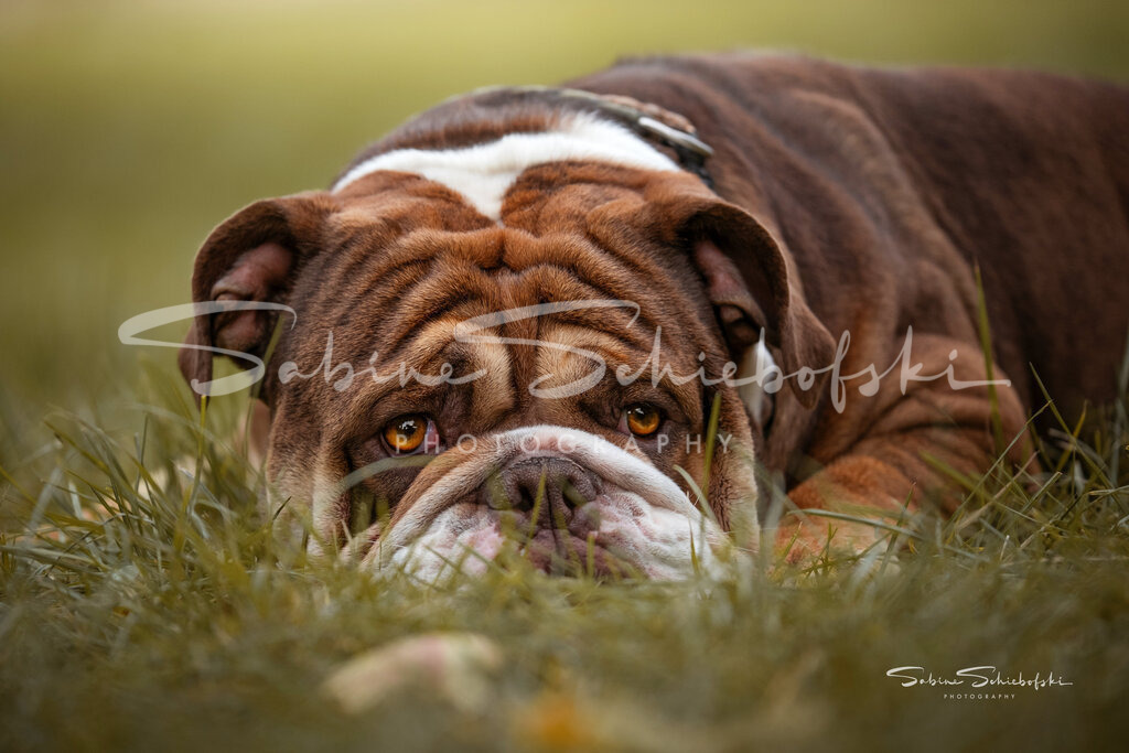 Alfred - Old English Bulldog "OEB" | People- und Tierfotografie, Imageaufnahmen, Veranstaltungsfotografie und Wandbilder aus der Natur ★ Made in Germany ✔️ Druck + Downloads ✔️ Naturfotografie in Top Qualität ★ schneller Versand, weltweite Lieferung! - Realisiert mit Pictrs.com