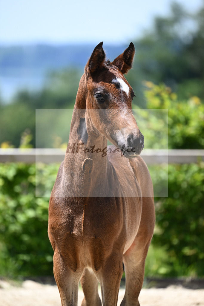 Bon Esprit x Fidertanz_HF_Bosch_19240513 | hf-fotografie - Realisiert mit Pictrs.com