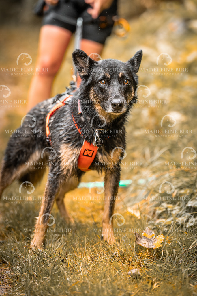 madeleinebirr-fotografie2025.campcanis.sa.8-9Uhr-35 | hundefotografie-birr