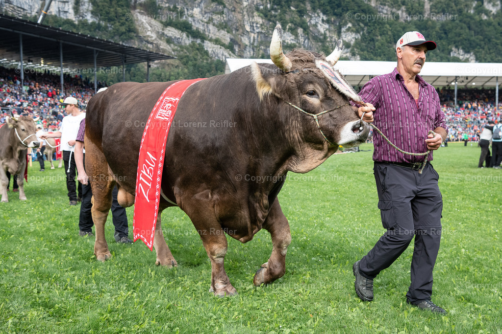 Schwingen -  ESAF 2025 Samstag | Mollis, 30.8.25, Schwingen - ESAF Samstag.