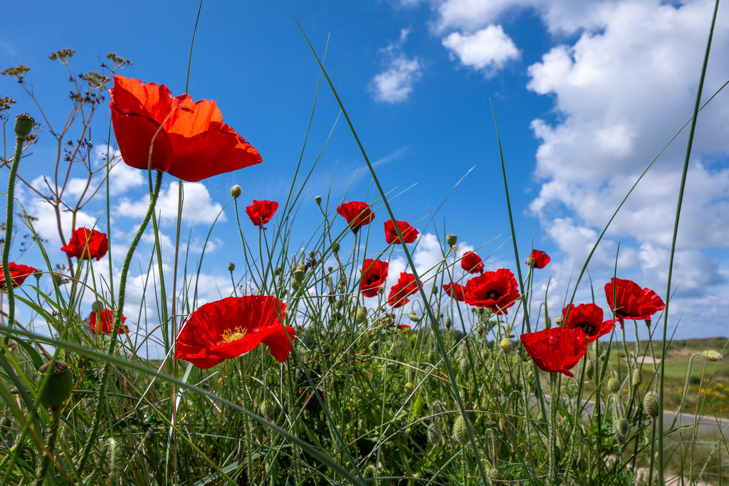 260610_Texel_8427_mr | Entdecke exklusive Fotografie im muebri Shop: Stimmungsvolle Motive  Naturaufnahmen und mehr. Jetzt hochwertige Wandbilder und Fotoabzüge online kaufen! - Realisiert mit Pictrs.com
