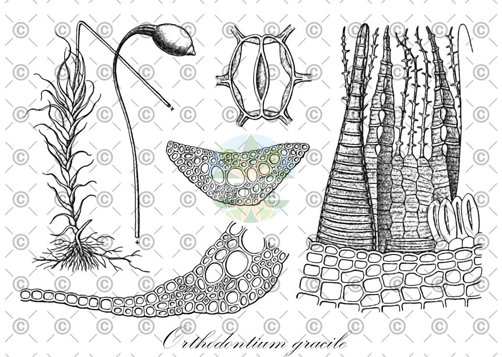 HistAbb_wfo-0000388788_1_ENZY_Simple | Historische Abbildung von Orthodontium gracile - Orthodontiaceae | Historical Illustration of Orthodontium gracile - Orthodontiaceae