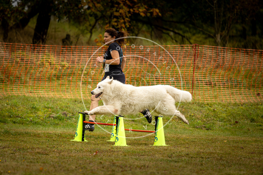 Pfotenfotografie_DV3A2465 | Hundefotografie, Tierfotograf, Pfotenfotografie, Fotoshooting Hund, Hunde Portrait, Hundesport, Hundeportraits, Heideshooting, Hunde, Sportfotograf, Hundefotograf, Turnierhundsport, THS,  - Realisiert mit Pictrs.com