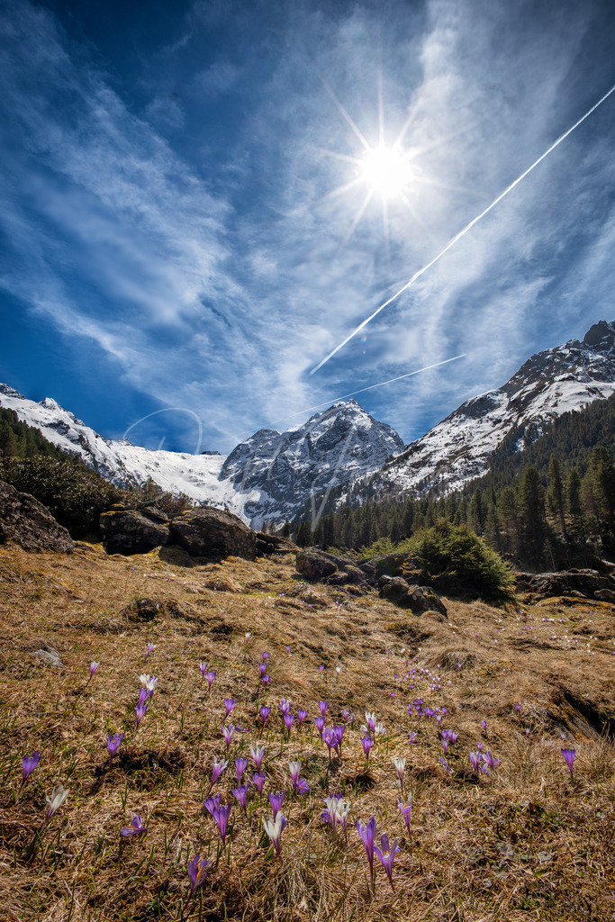 Krokusblüte | Krokusblüte mit Blick zum Lüsener Fernerkogel