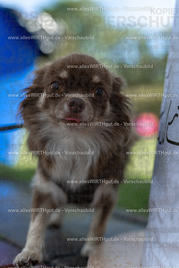 Hundeschwimmen_Volksbad_2026-allesWIRTHgut_Tierfotografie-2609061205-111515-7R500149 | Professionelle Tierfotografie in Mönchengladbach von Daniel Wirth (allesWIRTHgut). Liebevolle & natürliche Bilder von Hunden & Katzen für unvergessliche Erinnerungen.