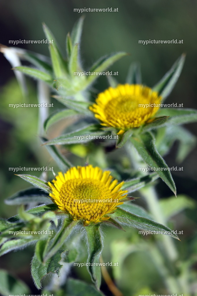 Stechendes Sternauge-002 | Das Bilderarchiv über Tiere, Planzen und Landschaften. In der Bilddatenbank finden Sie ein große Auswahl an hochwertigen Bilder für Ihre Werbung - Realized with Pictrs.com