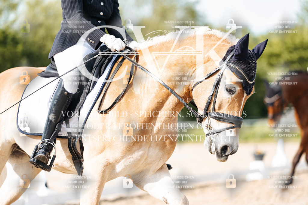 CK900173 | Turnierfotografie Pferdefotografie Trier Rheinland-Pfalz Pferdesport Reitsport Tierfotografie Sportfotografie Pferdevideo Pferdevideografie Equestrianvideography equestrianphotography  - Realisiert mit Pictrs.com