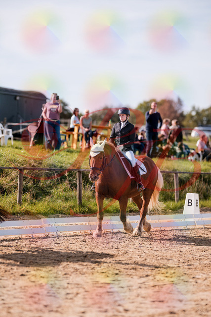 2026_10_03_Siefer-Hof_130200_Z81_54517592 | Professionelle Reitsport-, Turnier- und Eventfotografie von Robert Broda. Galerien mit ausgewählten und bearbeiteten Bildern direkt online ansehen und bestellen.