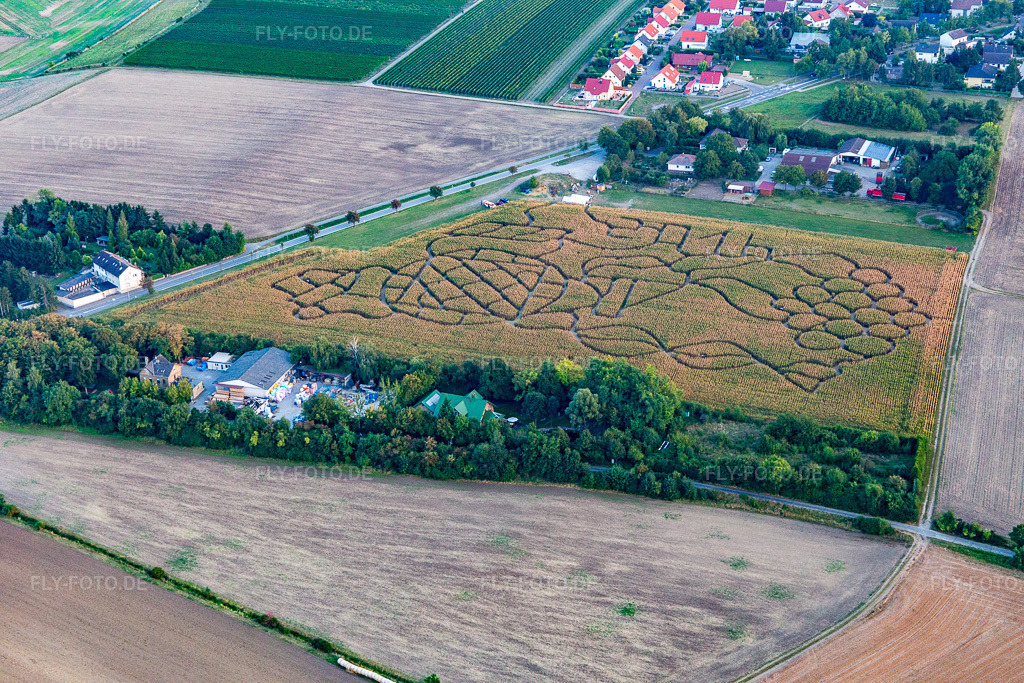 Luftbild: Dalheim, Maislabyrinth in Dalheim im Bundesland Rheinland-Pfalz in Deutschland. Foto: IMG_094738.jpg vom 21.09.2016 durch Werner Riehm/FLY-FOTO.de