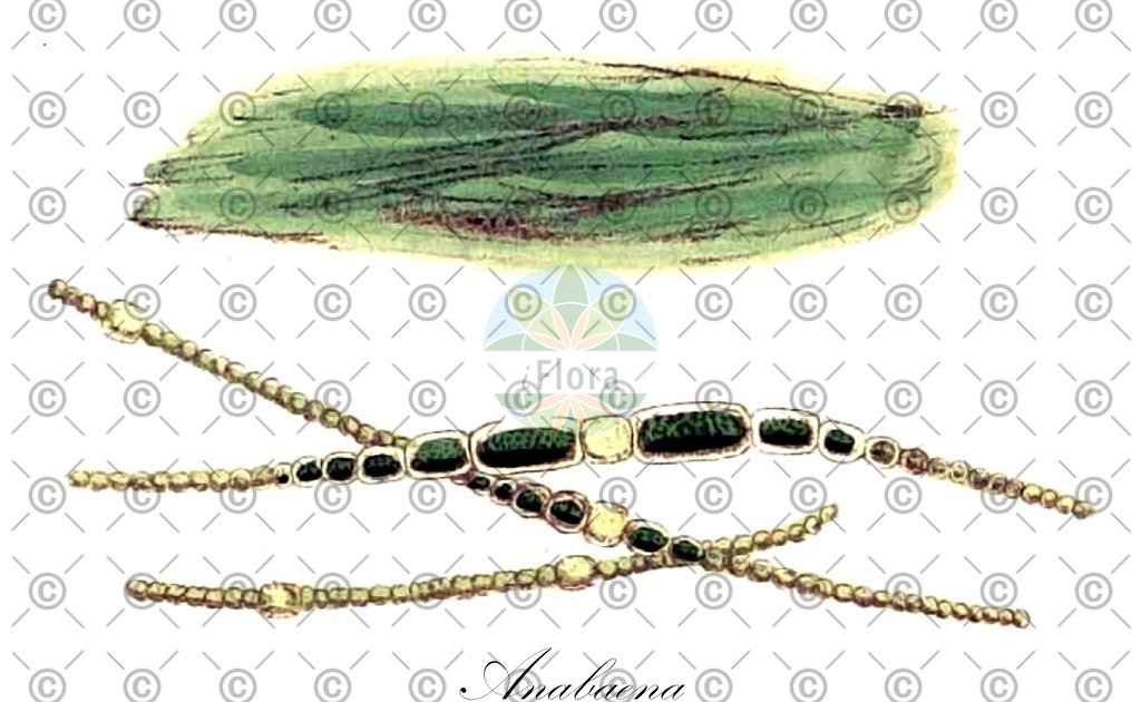 HistAbb_62C8H_2_ENZY_Simple | Historische Abbildung von Anabaena - Nostocaceae (0) | Historical Illustration of Anabaena - Nostocaceae (0)