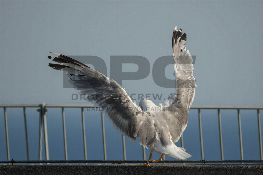 Yellow-legged Gull (Larus michahellis) | Yellow-legged Gull (Larus michahellis), a large gull species commonly found along Mediterranean coasts, rocky shorelines, harbours and coastal areas. - Realisiert mit Pictrs.com