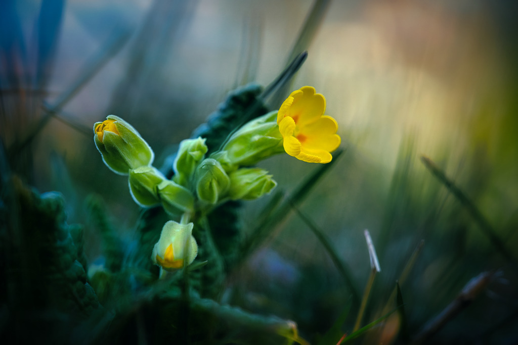 DSC09891 | die schönsten Bilder aus Wald und Wiese, sowie Streifzüge durch den Garten mit der gesamten Blumen & Insektenwelt.   - Realisiert mit Pictrs.com