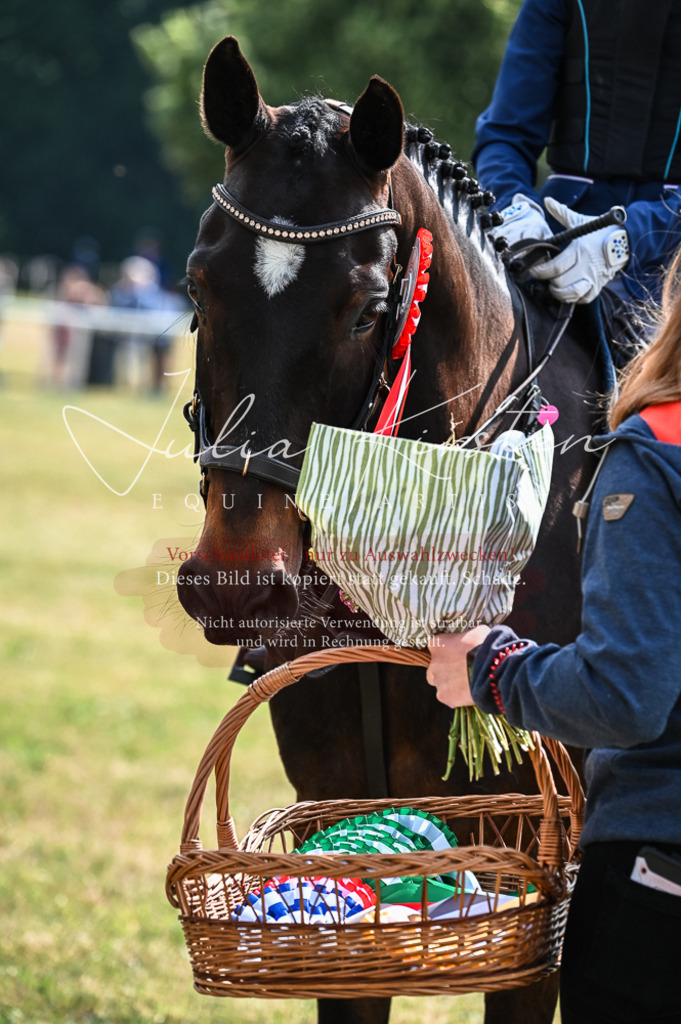 DSC_8615 | Pferde- und Turnierfotografie in Westsachsen. Pferdeportraits, Auftragszeichnungen und intuitive Kunst.