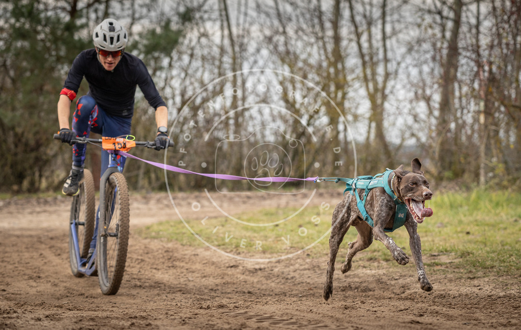 Pfotenfotografie_DV3A9263 | Hundefotografie, Tierfotograf, Pfotenfotografie, Fotoshooting Hund, Hunde Portrait, Hundesport, Hundeportraits, Heideshooting, Hunde, Sportfotograf, Hundefotograf, Turnierhundsport, THS,  - Realisiert mit Pictrs.com