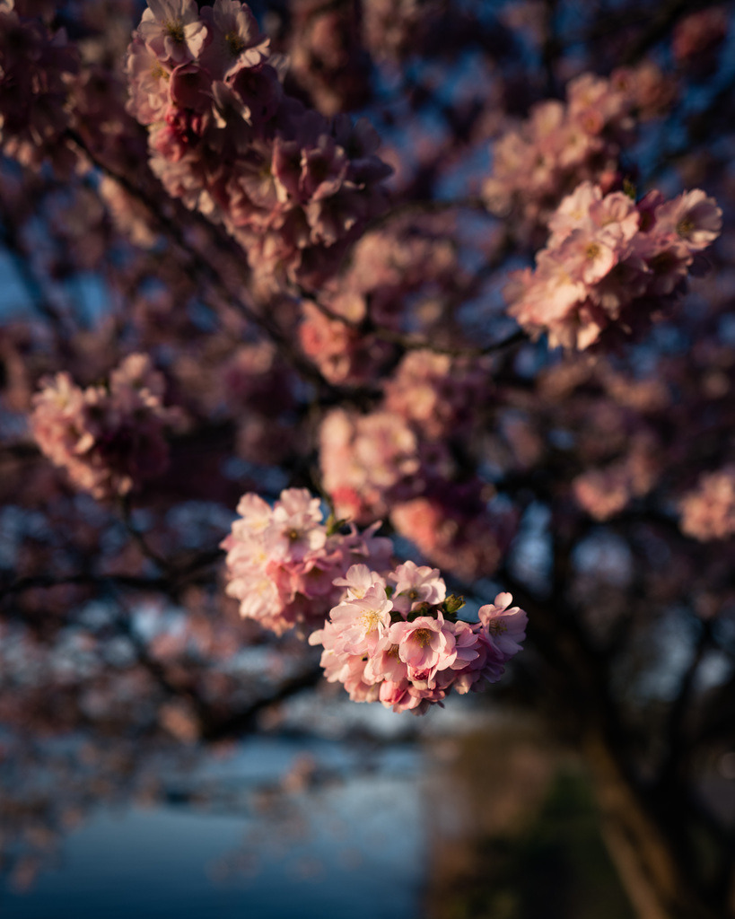 Kirschblüten – Detail | Nahaufnahme zarter Kirschblüten im warmen Frühlingslicht mit weichem Hintergrund und ruhiger Bildwirkung. - Realisiert mit Pictrs.com