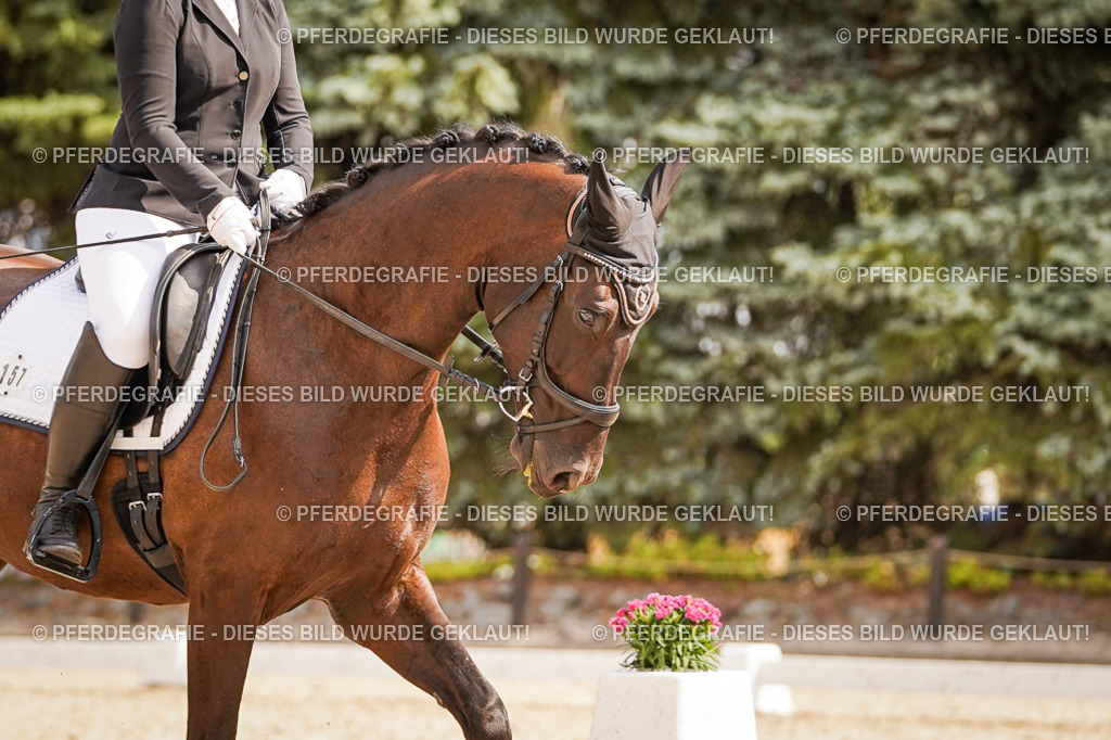 DSC01495 | Pferdegrafie