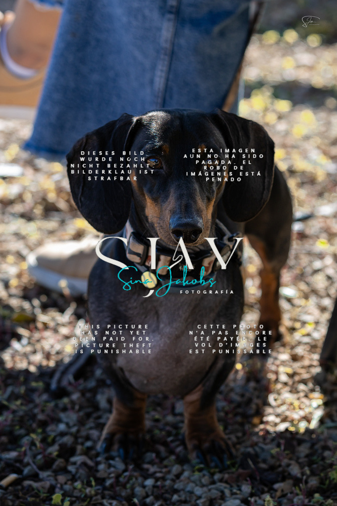 IMG_0282 | s-jay-photography - Realisiert mit Pictrs.com