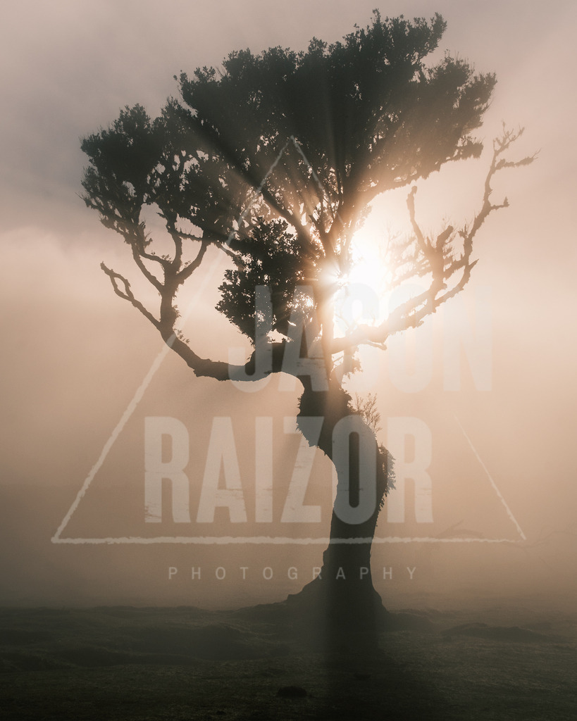 DancingEnt | jasonraizor - Realisiert mit Pictrs.com