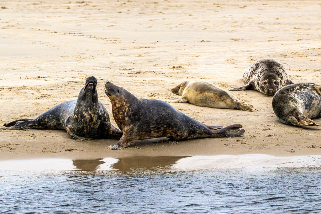 Kommunikation unter Kegelrobben auf Texel: Dynamische Szene an der Sandbank im Wattenmeer | Zwei ausgewachsene Kegelrobben richten sich am feinsandigen Spülsaum einer Sandbank vor der Insel Texel auf und kommunizieren lautstark miteinander. Weitere Robben und ein Jungtier liegen ruhend auf dem Sandstrand im Nationalpark Wattenmeer. Das ausdrucksstarke Naturmotiv dokumentiert das dynamische Sozial- und Revierverhalten der Meeressäuger. Ideal geeignet für redaktionelle Berichte über Wildtierverhalten, Artenschutz, Fauna der Nordsee sowie Umwelt- und Naturdokumentationen. - Realisiert mit Pictrs.com