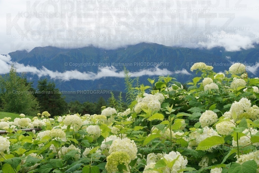 Rhododendron Büsche | Rhododendron Büsche - Realisiert mit Pictrs.com