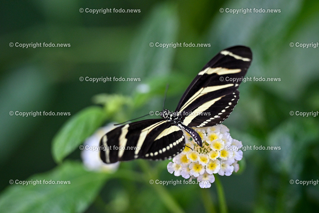 Botanischer Garten Linz_ Schmetterlinge_ Orchideen_ 21.01.2024-59 | 21.01.2024, Botanischer Garten Linz, AUT, Schmetterlinge, im Bild tropische Schmetterlinge, Schmetterling, Falter, Natur, Tiere, Blumen, Pflanzen, Insekten, Butterfly, Tropenhaus