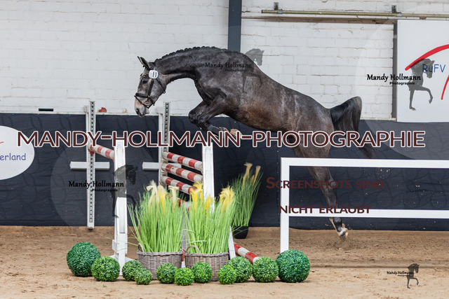 Freispringen 26-3 Saterland-0642 | mandyhollmannphotographie