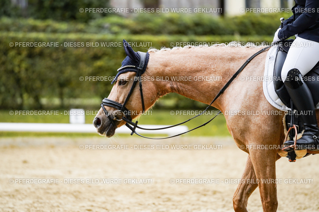 DSC09142 | Pferdegrafie