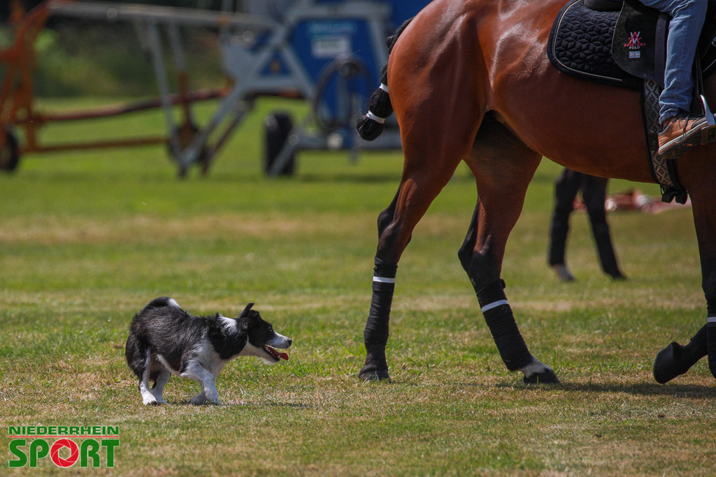 Polo_Willich_070623_034 | Bildergalerie von Sport-Ereignissen aber auch von weiteren spannenden Dingen - nicht nur vom Niederrhein. In Anlehnung an den bekannten Spruch von Hanns Dieter Hüsch heißt das Motto: "Niederrhein ist überall".  - Realisiert mit Pictrs.com