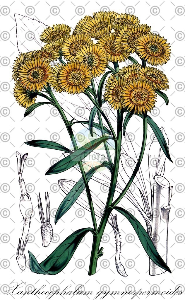 HistAbb_wfo-0000428552_1_ENZY_Simple | Historische Abbildung von Xanthocephalum gymnospermoides - Asteraceae | Historical Illustration of Xanthocephalum gymnospermoides - Asteraceae