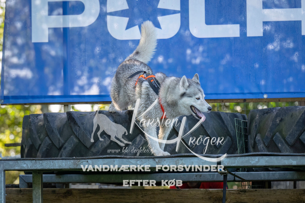 1037- | kk-dogfotos
