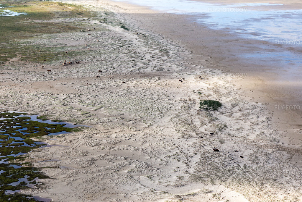 Aerial view: Cattle in the dunes on the sandy beach in Fanø in the state South Denmark, Denmark.Photo: IMG_118591.jpg taken on 09/21/2019 by Werner Riehm/FLY-FOTO.comResolution of the original: 5472 x 3648 px