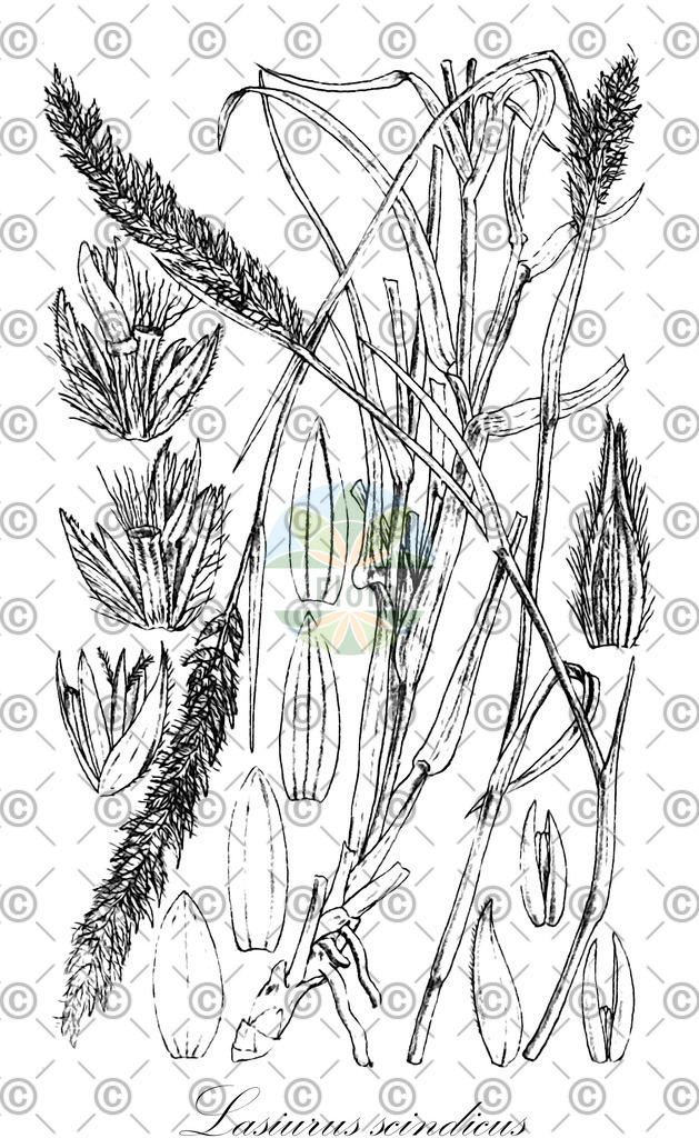 HistAbb_wfo-0000029016_1_ENZY_Simple | Historische Abbildung von Lasiurus scindicus - Poaceae | Historical Illustration of Lasiurus scindicus - Poaceae