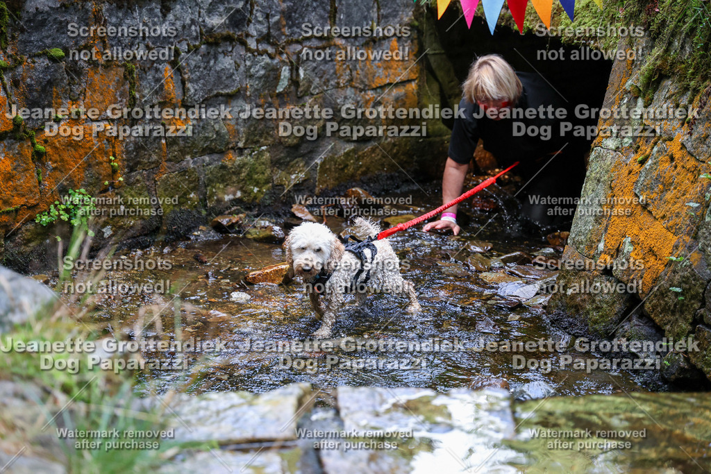 Dog Paparazzi -  TH 26-485 | Dog Paparazzi Jeanette Grottendiek Fotografie & Videografie - Realisiert mit Pictrs.com