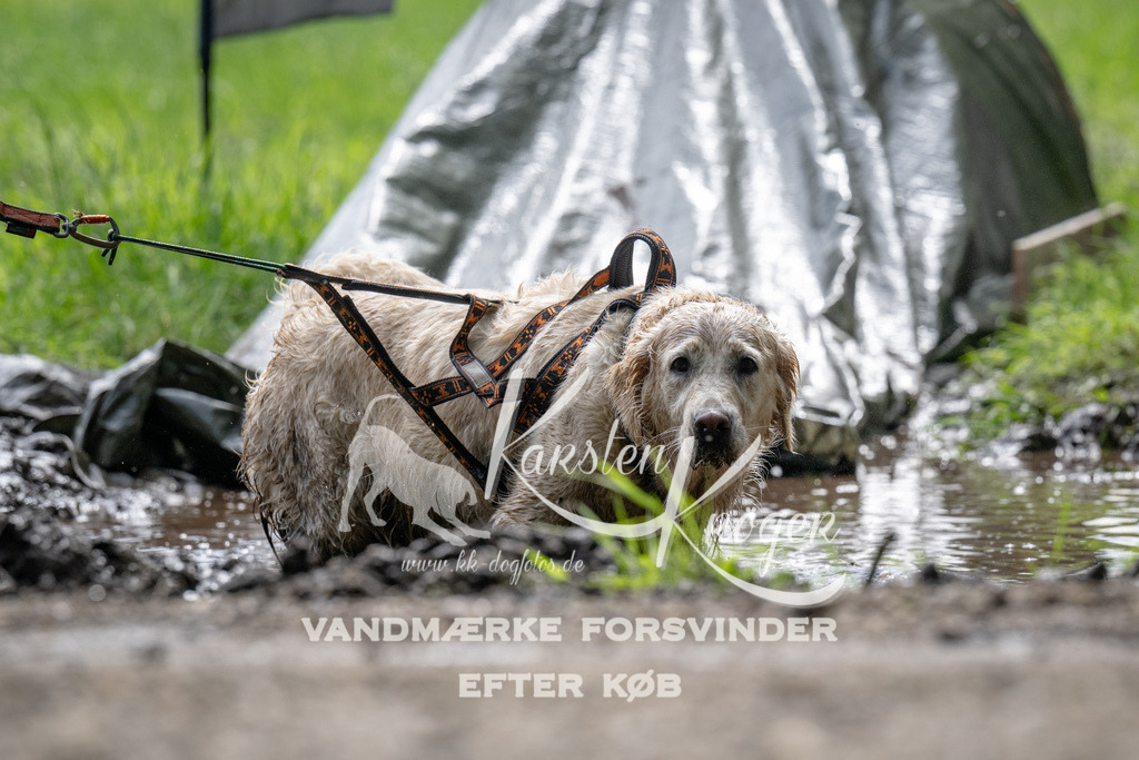 0931_ZZ91077 | kk-dogfotos