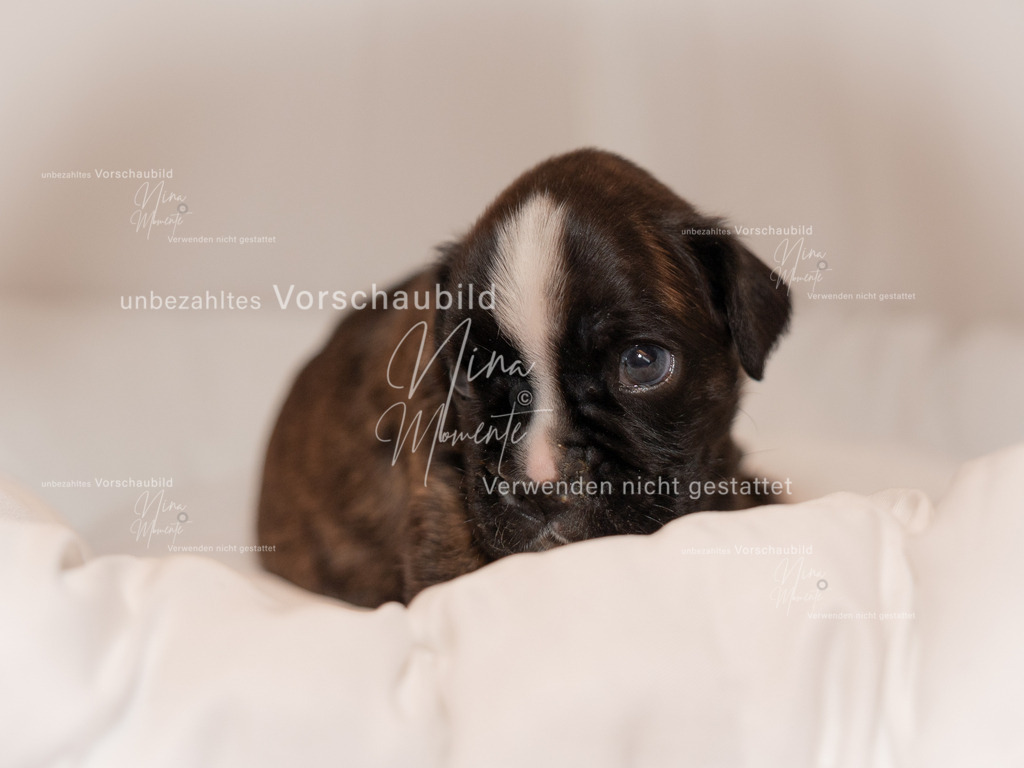 _16A0377-1 | Einzigartige Fotos von Hunden & Menschen –Actionfotos, Portraits, Vereinsaufnahmen & Paarshootings – authentisch, lebendig & mit Herz.