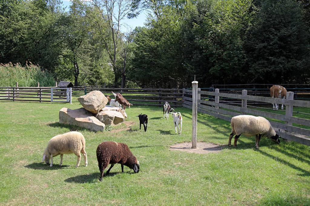 Foto: Leipzig - Haustierfarm im Wildpark Leipzig | Das Team hinter BILDLEXIKON LEIPZIG bündelt historische wie aktuelle Informationen über die Stadt Leipzig in Text und Bild auf einer Plattform und stellt diese der interessierten Öffentlichkeit zur Verfügung.