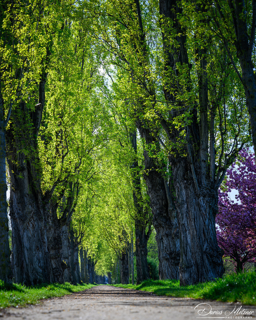 Mainz-Kastel | Mainz-Kastel