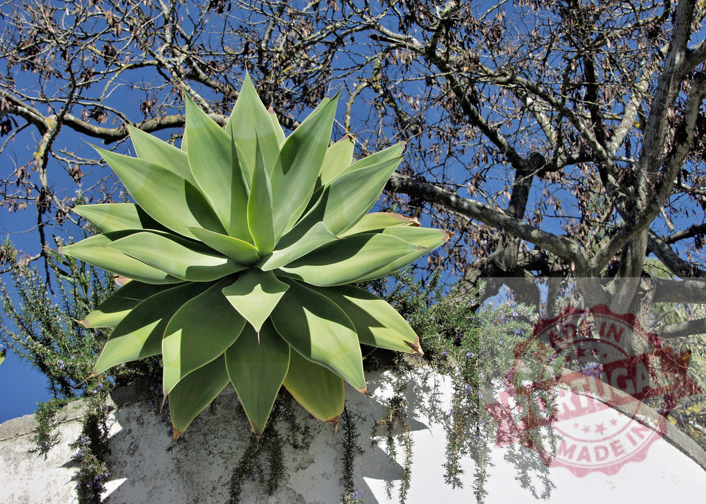 Foxtail agave succulent plant growing in garden | Green agave attenuata plant thriving under sunlight against a clear blue sky - Realized with Pictrs.com