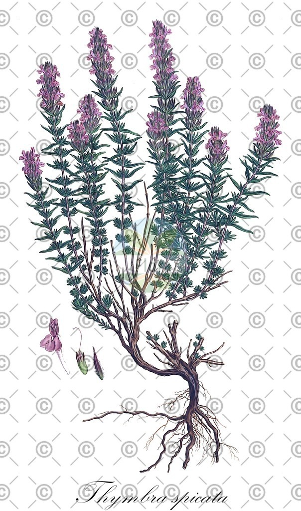 HistAbb_wfo-1000048443_1_ENZY_Simple | Historische Abbildung von Thymbra spicata - Lamiaceae | Historical Illustration of Thymbra spicata - Lamiaceae