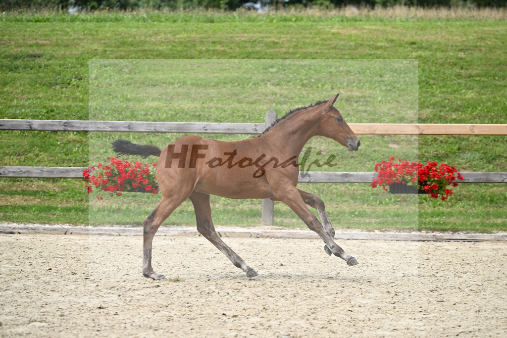 Kat-Nr. 14 SF Conrad de Hus x Stalypso_Fesl_28230302 | hf-fotografie - Realizzato con Pictrs.com