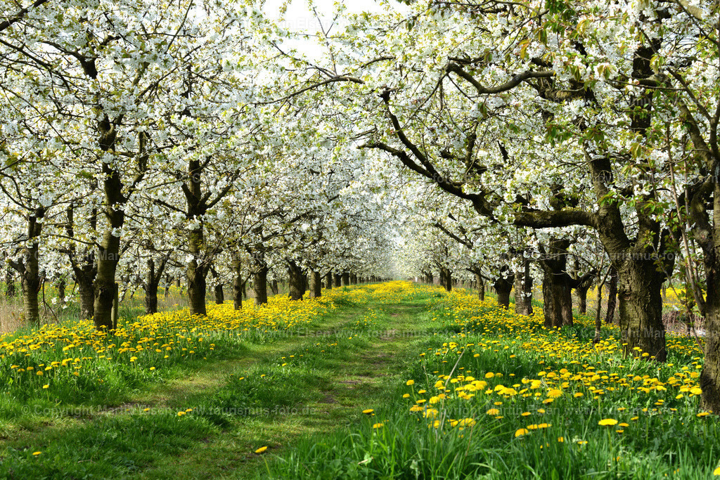 Kirschblüte_ELS_0752a | Fotos aus den Touristenorten aus Norddeutschland. - Realisiert mit Pictrs.com