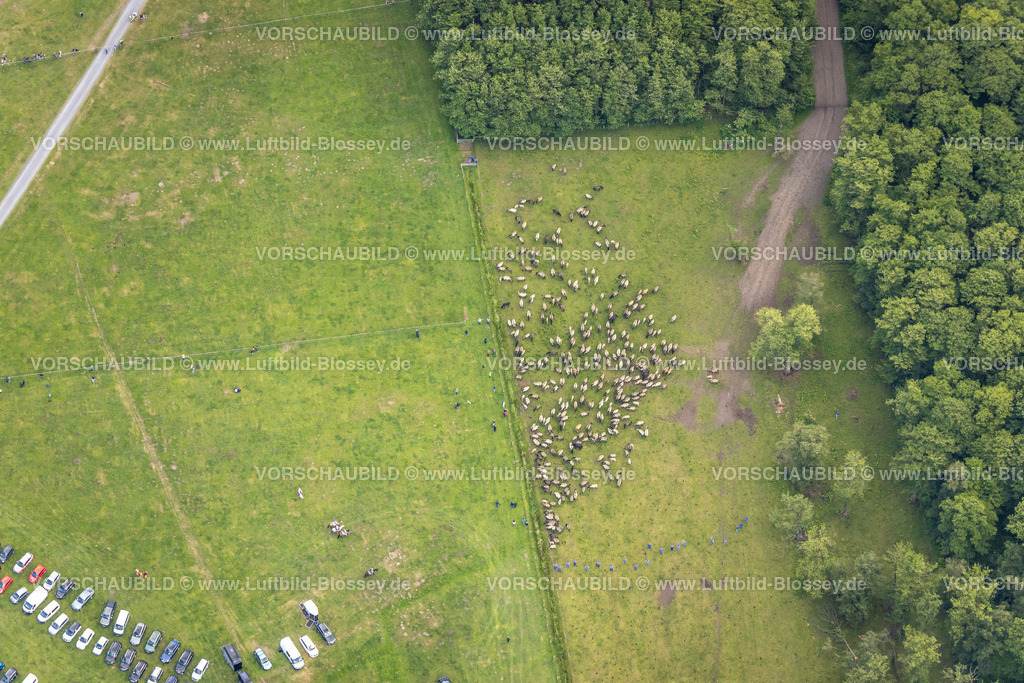 Duelmen220505034MerfelderBruchPferde | Luftbild, Wildpferdefang im Merfelder Bruch bei Dülmen, Arena der Wildpferdebahn, Herzöge von Croÿ Anwesen, Pferdeherde,  Merfeld, Dülmen, Münsterland, Nordrhein-Westfalen, Deutschland