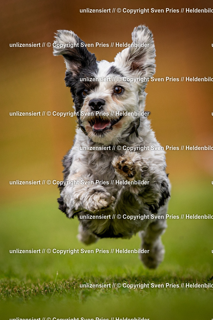 Sven Pries | 2024-09-22 - Hunderennen Baden-BadenPudelverein - Realisiert mit Pictrs.com