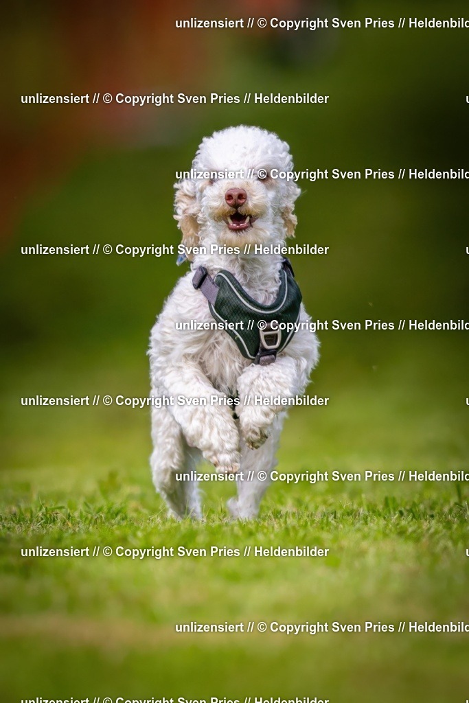 Sven Pries | 2024-09-22 - Hunderennen Baden-BadenPudelverein - Realisiert mit Pictrs.com