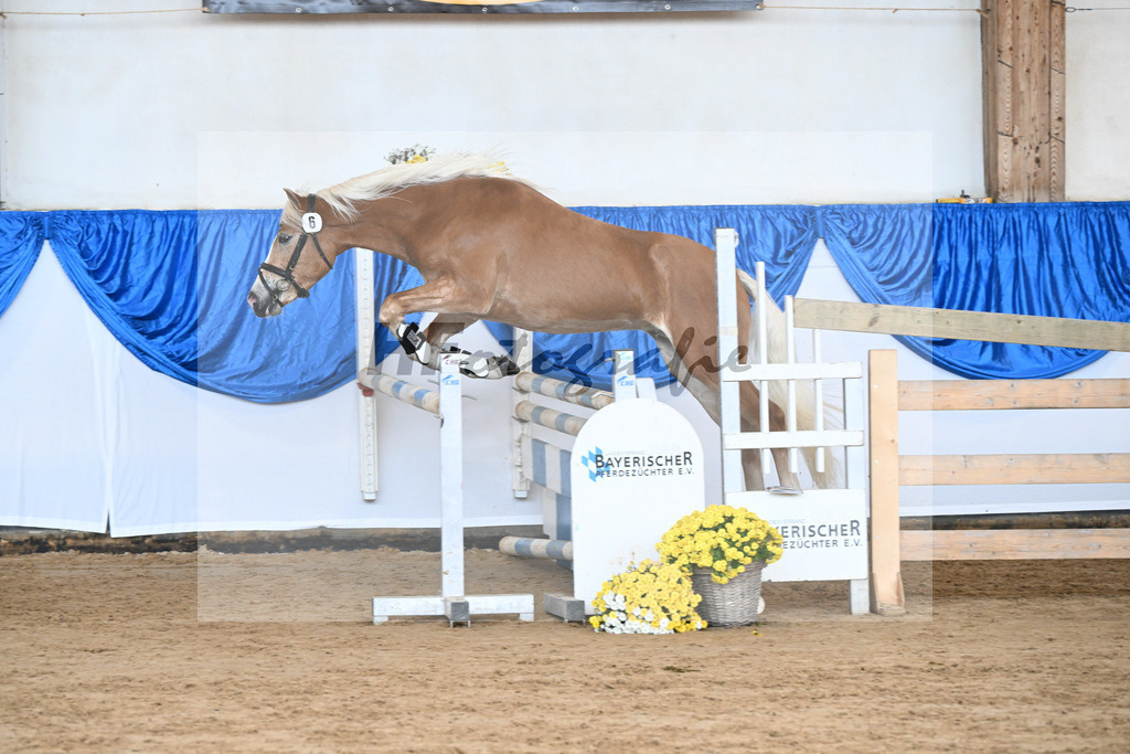 Kat-Nr. 6 nn v. Steingold_Zuchtstaette Isarblick Dressler_48250154 | hf-fotografie - Realisiert mit Pictrs.com