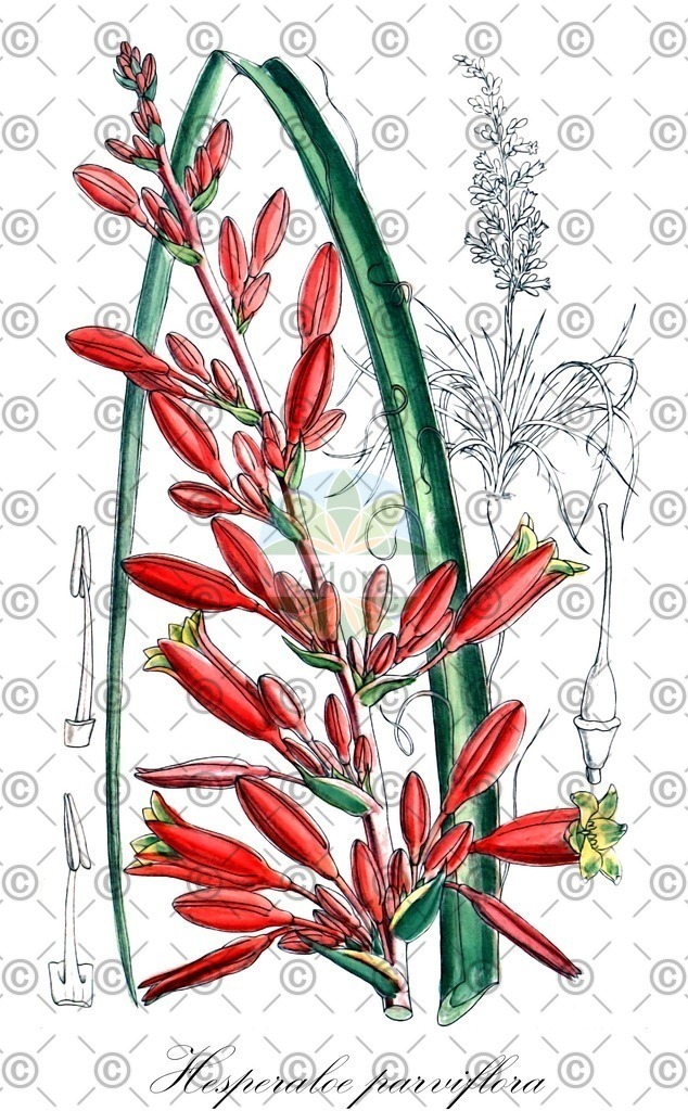 HistAbb_wfo-0000782761_2_ENZY_Simple | Historische Abbildung von Hesperaloe parviflora - Asparagaceae | Historical Illustration of Hesperaloe parviflora - Asparagaceae (red hesperaloe)