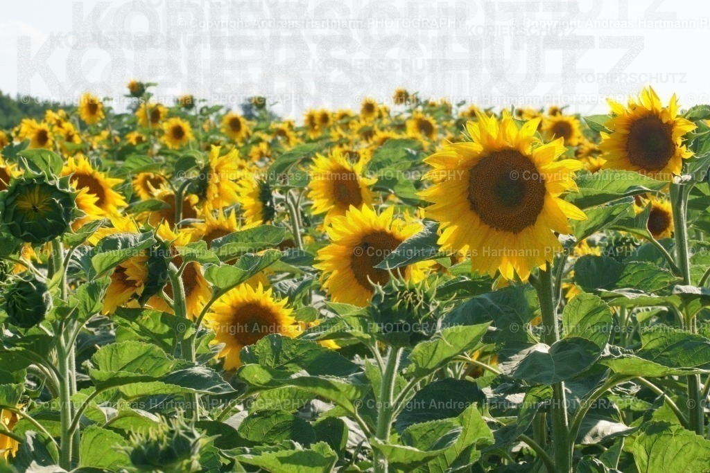 Sonnenblumenfeld | Sonnenblumenfeld - Realisiert mit Pictrs.com
